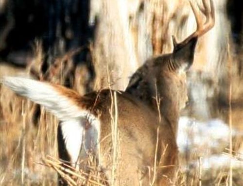 Why Deer Shed Their Antlers Every Year