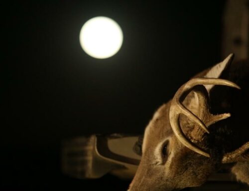 Big Deer’s 2023 Moon-Rut Hunting Guide
