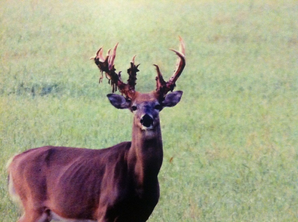 How Long Do Deer Live In The Wild? Big Deer