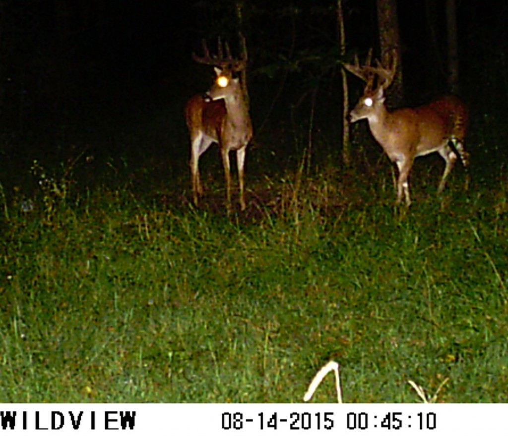 TrailCamera What’s This Buck Score? Big Deer