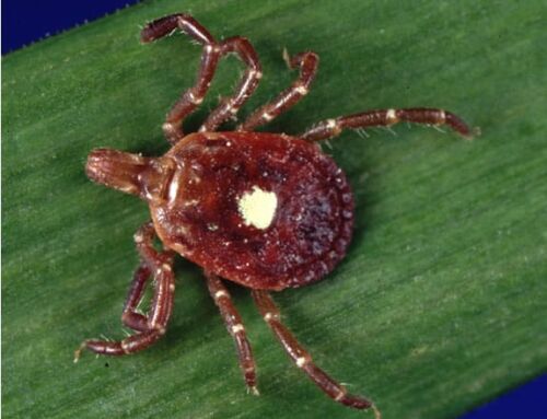 How to Protect Yourself Against Ticks
