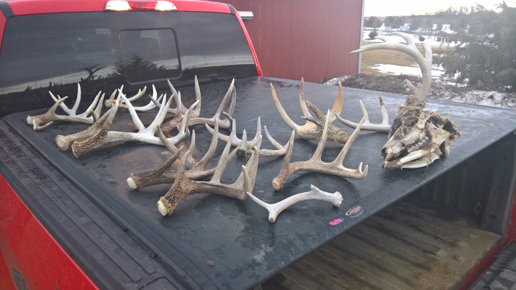 Current Shed Antler Prices 2020 Big Deer