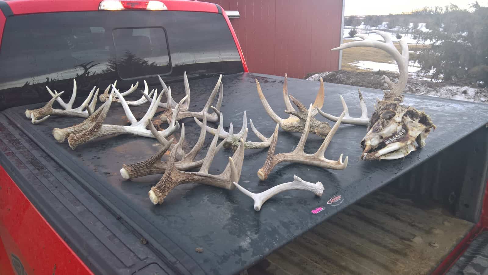How Much Are Deer Sheds Worth Dopi
