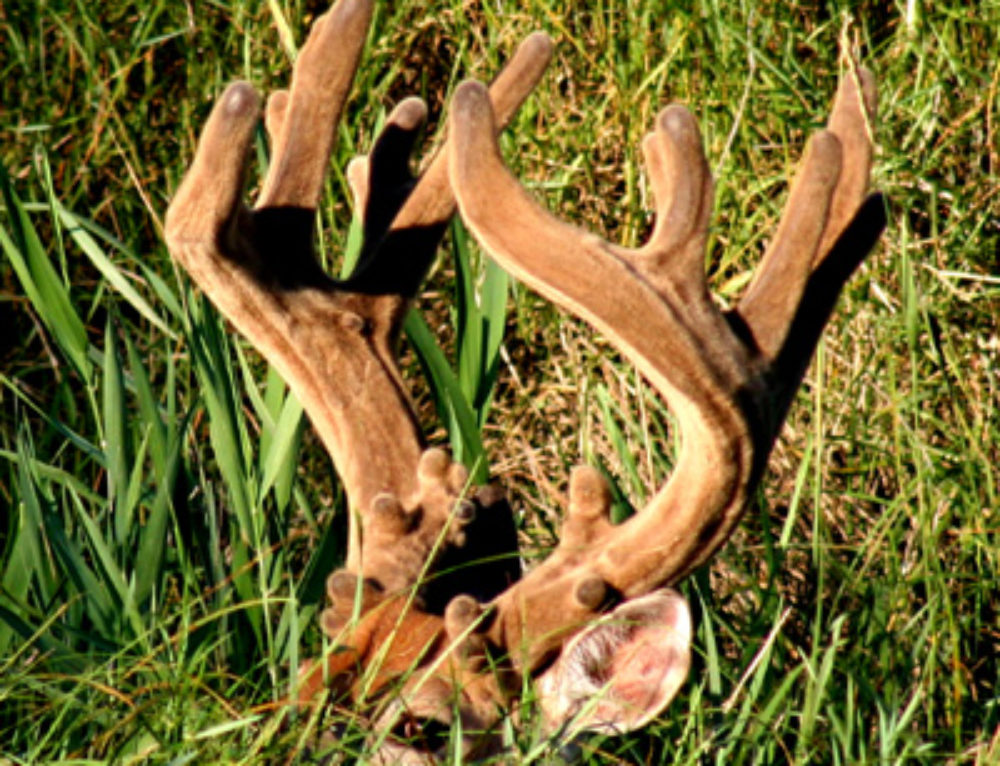 The Color of Deer Antlers - Big Deer