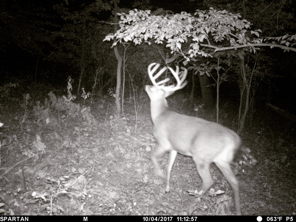 3 Ways To Hunt Whitetail Scrapes Big Deer