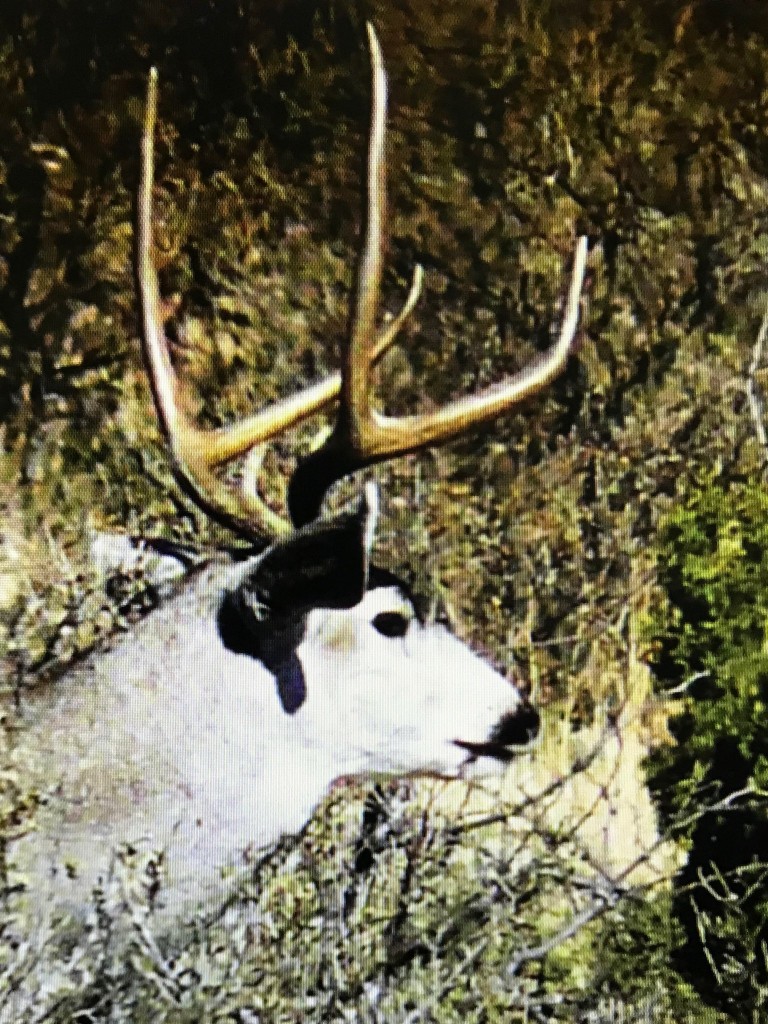 Mule Deer Why AntlerPoint Restrictions Don’t Work Big Deer