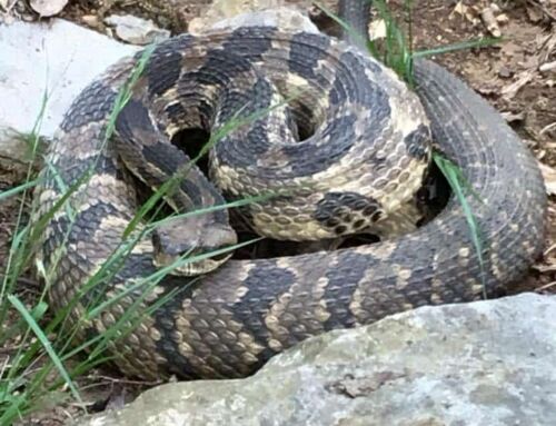 Tick and Snake Precautions