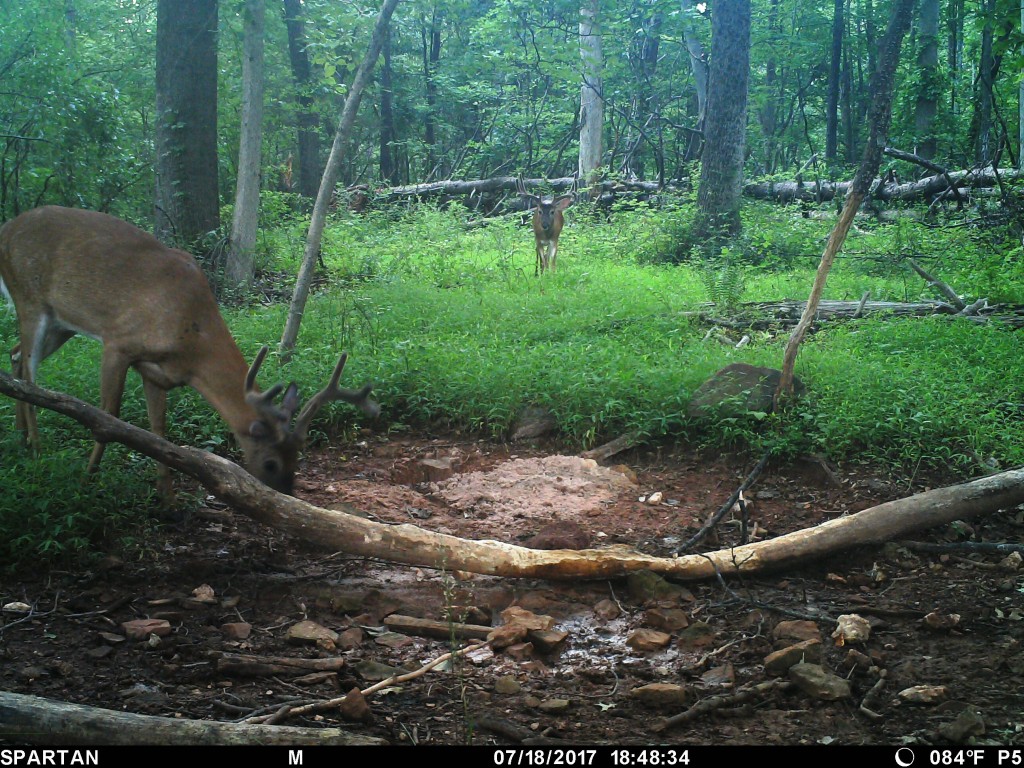 How To Build Summer Mineral Licks For Deer Big Deer