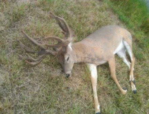 Hemorrhagic Disease in Whitetail Deer 2023