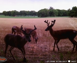 bachelor deer whitetail bigdeerblog