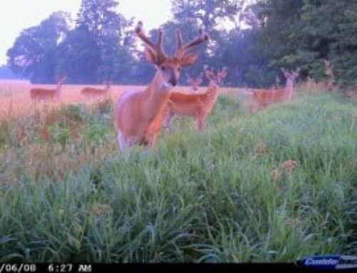 How and Where to Find Big Bucks with Trail Cameras