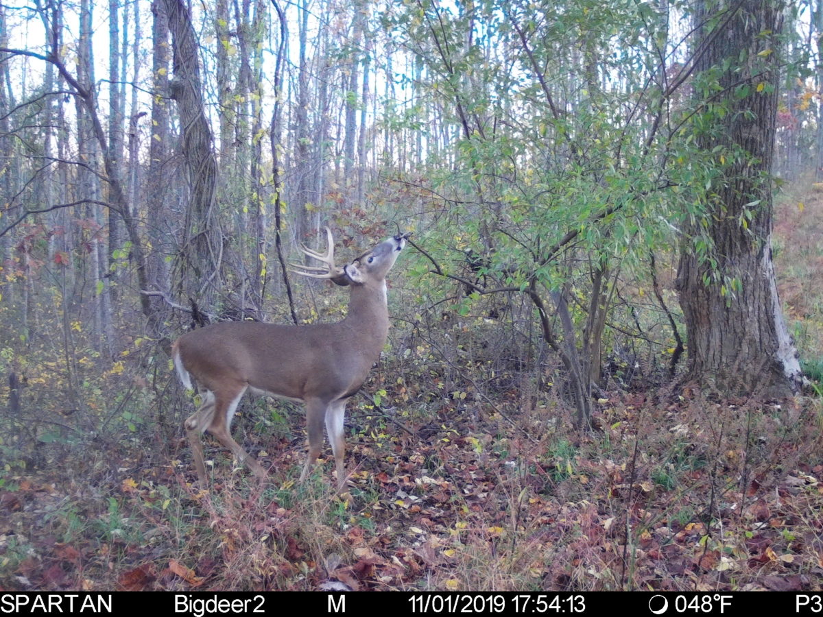 Ultimate Guide To Whitetail Buck Scrapes Big Deer