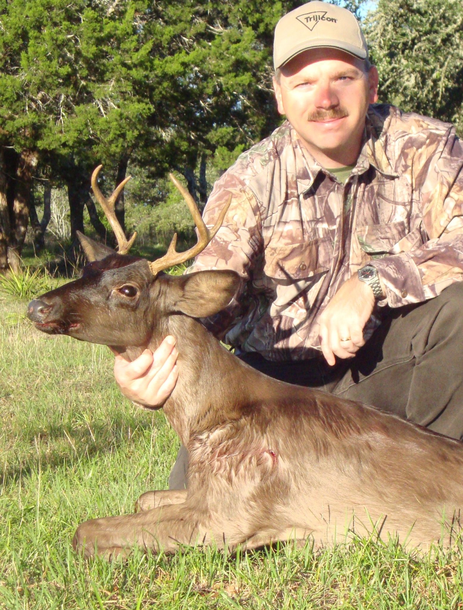 Rarest Breed Melanistic (Black) Deer Big Deer