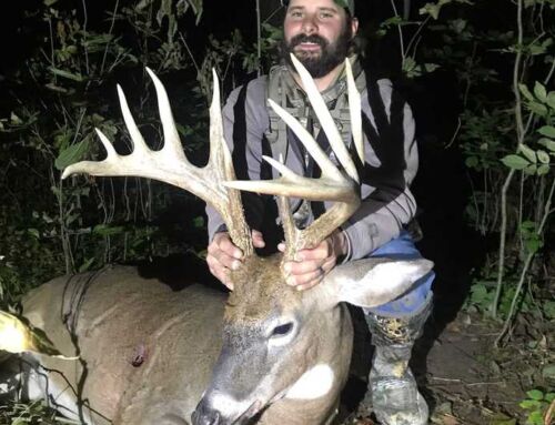 What Determines a Buck’s Antler Color?