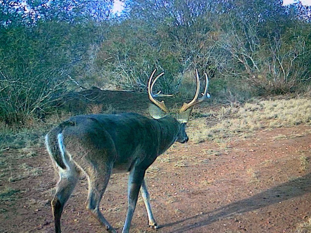 How To Judge Bucks After The Rut Big Deer