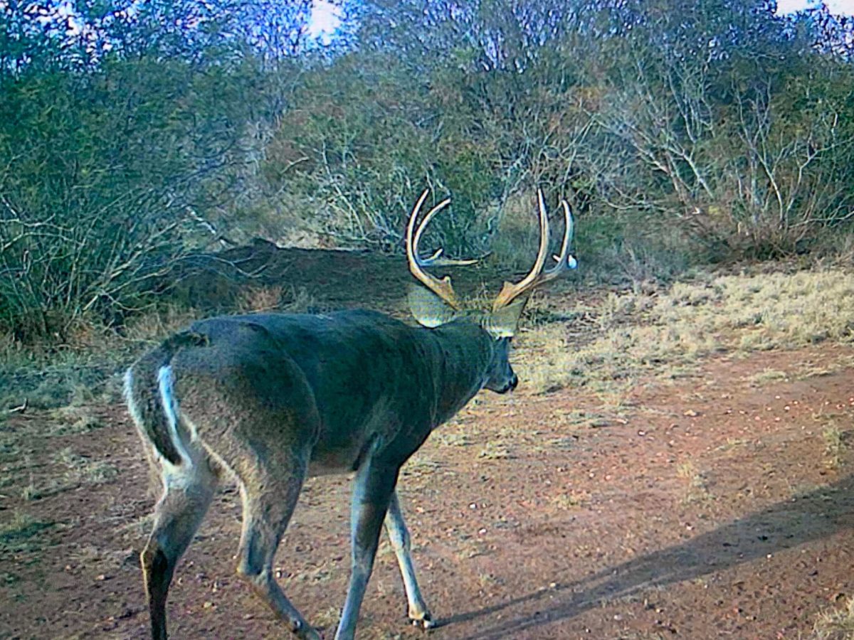 How To Judge Bucks After The Rut - Big Deer
