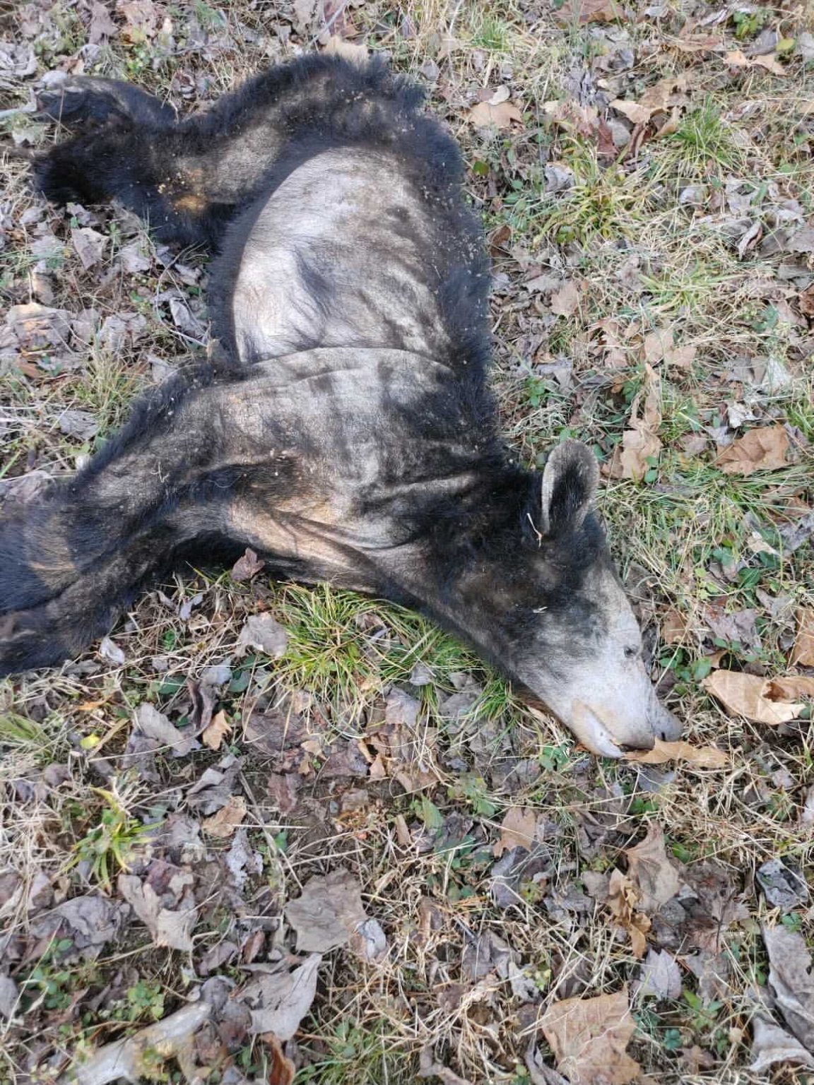 Photo Friday White And Wide Bucks And A Mangy Bear Big Deer