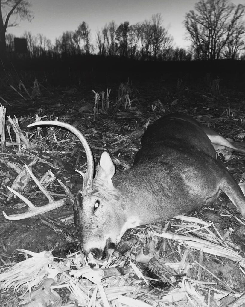 How Long Do Whitetail Deer Live In The Wild? Big Deer