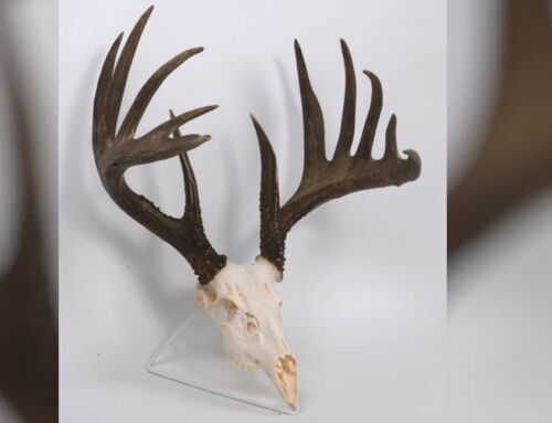 Tiggy Collins Buck: #2 Archery Typical All-Time, 203 3/8”