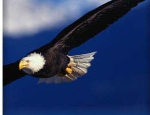 Honduran Immigrants Kill Bald Eagle, Feds Won’t Prosecute