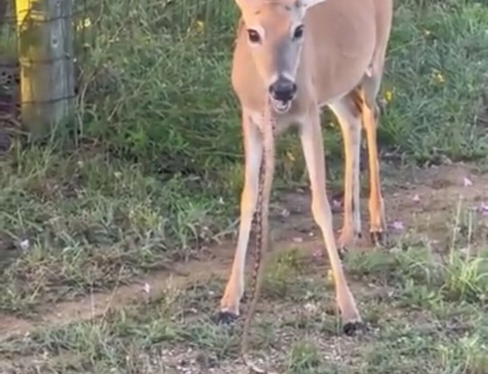 10 Tips to Avoid Rattlesnakes Big Deer