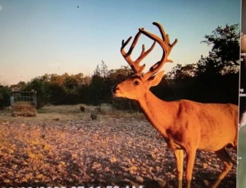 Texas Unicorn Velvet Buck