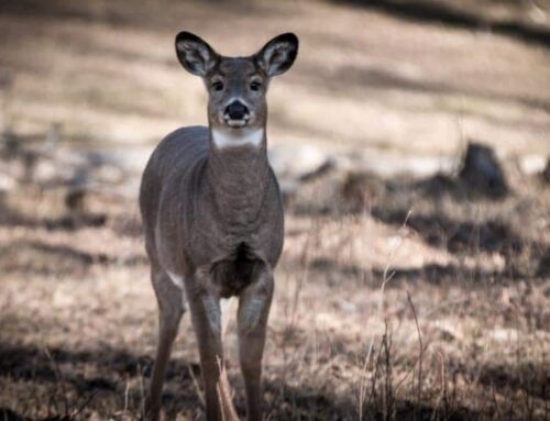 Why You Should Shoot a Doe Early in Bow Season