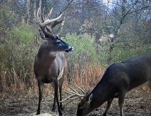 New for 2025: Tennessee Hunters Can Now Bait Deer