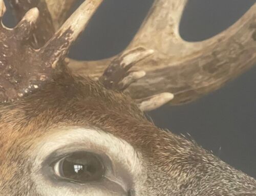 Deer Science: How Bucks See