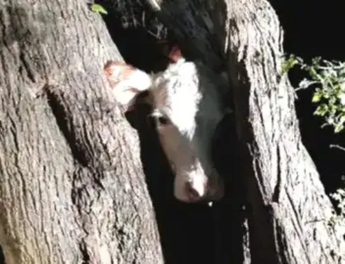 Will Cows Wreck Your Deer Hunt?